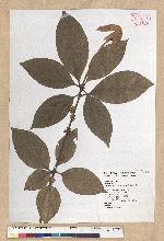 Neolitsea villosa (Blume) Merr. 蘭嶼新木薑子