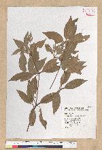 Neolitsea daibuensis Kamikoti 大武新木薑子