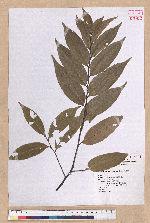 Castanopsis carlesii (Hemsl.) Hayata 長尾栲