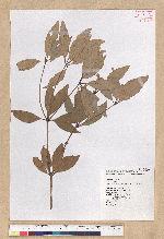 Neolitsea hiiranensis Liu & Liao 南仁山新木薑子