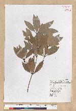 Neolitsea hiiranensis Liu & Liao 南仁山新木薑子