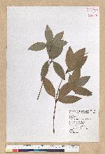 Neolitsea hiiranensis Liu & Liao 南仁山新木薑子