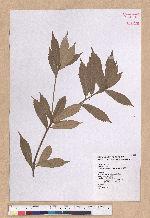 Cyclobalanopsis gilva (Blume) Oerst. 赤皮