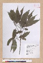 Cyclobalanopsis stenophylloides (Hayata) Kudo & Masamune ex Kudo 狹葉櫟