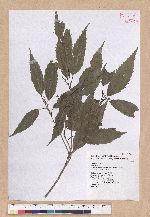 Cyclobalanopsis stenophylloides (Hayata) Kudo & Masamune ex Kudo 狹葉櫟