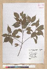 Machilus philippinense Merr. 菲律賓楠