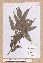 Pasania shinsuiensis (Hayata & Kanehira) Nakai 浸水營石櫟
