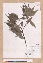 Pasania shinsuiensis (Hayata & Kanehira) Nakai 浸水營石櫟
