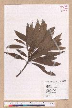 Litsea acutivena Hayata 銳脈木薑子