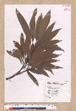 Litsea acutivena Hayata 銳脈木薑子
