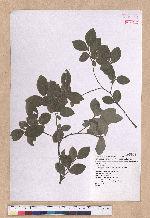 Lindera glauca (Sieb. & Zucc.) Blume 白葉釣樟