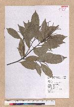 Pasania glabra (Thunb.) Oerst. 子彈石櫟