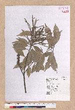 Pasania glabra (Thunb.) Oerst. 子彈石櫟