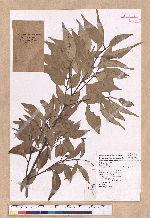 Cinnamomum brevipedunculatum C. E. Chang 小葉樟