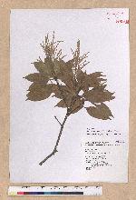 Lithocarpus hancei (Benth.) Rehder 三斗柯