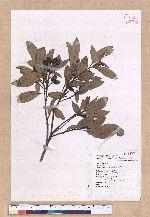 Cinnamomum reticulatum Hayata 土樟