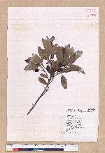 Cinnamomum reticulatum Hayata 土樟