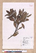Cinnamomum reticulatum Hayata 土樟