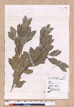 Cinnamomum reticulatum Hayata 土樟
