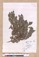 Cinnamomum reticulatum Hayata 土樟