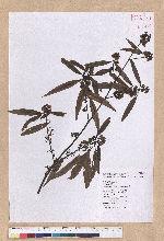 Litsea cubeba (Lour.) Persoon 山胡椒