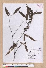 Litsea cubeba (Lour.) Persoon 山胡椒