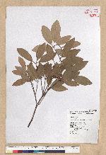 Neolitsea hiiranensis Liu & Liao 南仁山新木薑子