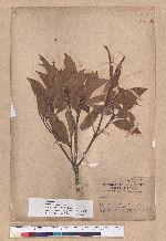 Pasania hancei (Benth.) Schott. var. ternaticupula (Hayata) Liao forma subreticulata (Hayata) Liao 細葉三斗石櫟