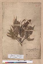 Castanopsis carlesii (Hemsl.) Hayata 長尾栲