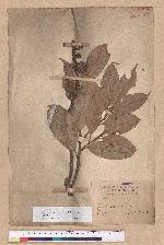 Castanopsis carlesii (Hemsl.) Hayata 長尾栲