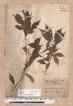 Pasania konishii (Hayata) Schottky 油葉石櫟