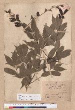 Castanopsis carlesii (Hemsl.) Hayata 長尾栲