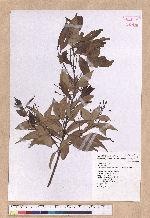 Cinnamomum brevipedunculatum C. E. Chang 小葉樟
