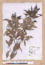 Cinnamomum brevipedunculatum C. E. Chang 小葉樟
