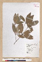 Neolitsea hiiranensis Liu & Liao 南仁山新木薑子