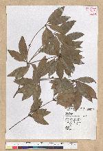 Neolitsea hiiranensis Liu & Liao 南仁山新木薑子