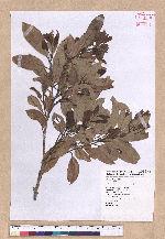Cinnamomum reticulatum Hayata 土樟