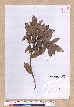 Cinnamomum reticulatum Hayata 土樟