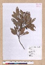 Cinnamomum reticulatum Hayata 土樟