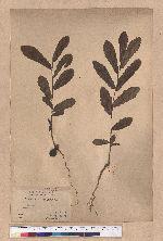 Quercus acutissima Garruth. 麻櫟