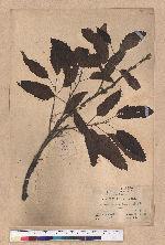 Quercus acutissima Garruth. 麻櫟