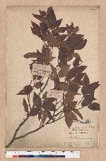 Fagus hayatae Palib. 臺灣山毛櫸