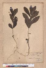 Quercus acutissima Garruth. 麻櫟
