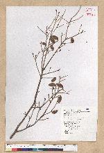Tsuga chinensis (Franch.) Pritz. ex Diels var. formosana (Hayata) Li & Keng 臺灣鐵杉