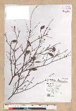 Tsuga chinensis (Franch.) Pritz. ex Diels var. formosana (Hayata) Li & Keng 臺灣鐵杉