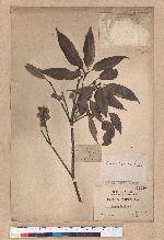 Cyclobalanopsis longinux (Hayata) Schott. 錐果櫟
