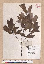 Litsea coreana H. Levl. 鹿皮斑木薑子