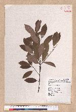 Litsea coreana H. Levl. 鹿皮斑木薑子