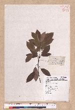 Litsea coreana H. Levl. 鹿皮斑木薑子