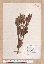 Pasania dodonaeifolia (Hayata) Hayata 柳葉柯